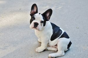 french-bulldog-277255_960_720