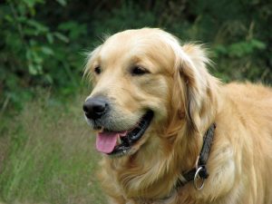 golden-retriever-76184_960_720