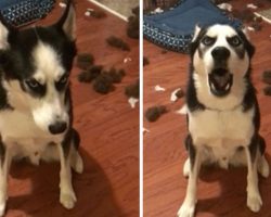 Naughty Husky Can’t Handle Mom’s Lecture, Drowns Her Out With Hysterical Tantrum