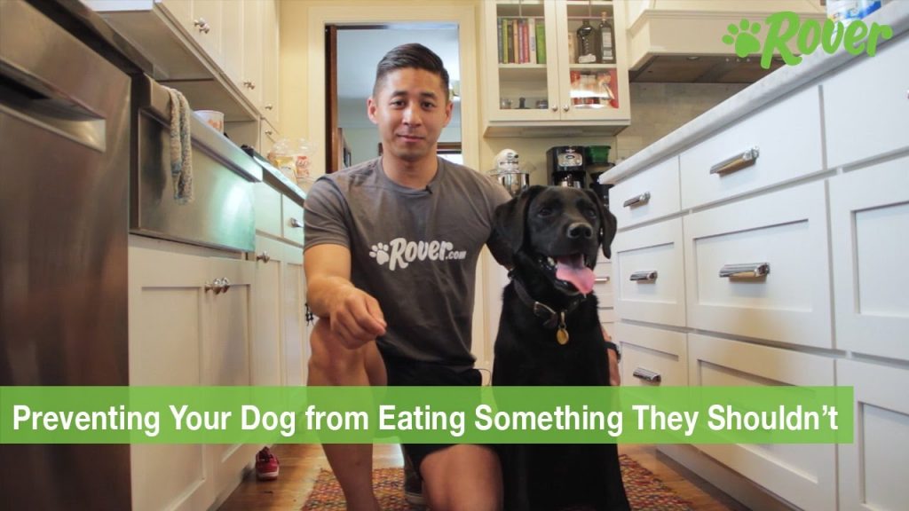 How To Prevent Your Dog from Eating Something They Shouldn't The Waggington Post