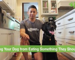 How To Prevent Your Dog from Eating Something They Shouldn’t