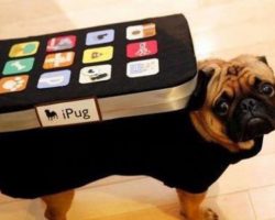 The Best Apps for Dog Parents