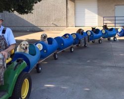 Man Builds ‘Dog Train’ To Take Rescued Pups Out On Little Adventures