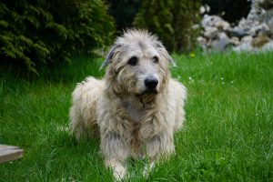 irish-wolfhound-1789938_1280