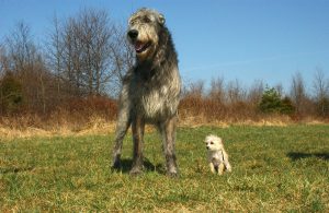 irish-wolfhound-85578_1280