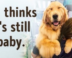 15 Adorable Dogs Who Have No Clue How Huge They Are