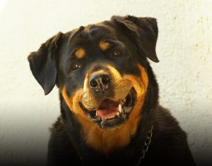 rottweiler-687073_960_720