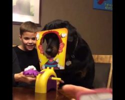 Rottweiler Can’t Wait For His Turn To Play “Pie Face!” On Family Game Night!