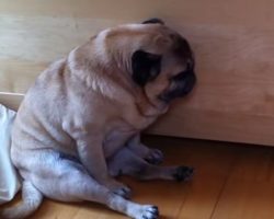 12 Dogs Who Can’t Do Mondays