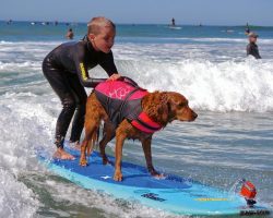 Surfing dog teaches disabled kids to surf!