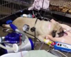 Pug Dies After Eating Dog Food Contaminated With Euthanasia Drug