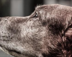 8 Things Your Senior Dog Will Thank You For Doing
