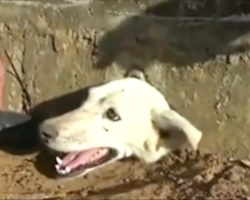 [Video] They see a dog’s head poking out of the ground. When they try to pull her out, they realize