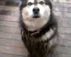 [Video] Muddy Husky Malamute Talks Her Way Out Of Trouble After Getting Busted For Digging