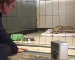 [Video] This Shelter Dog Was Too Depressed To Move… Until A Certain Stranger Showed Up