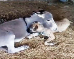 [Video] Other Dogs Refused To Play With This Disabled Dog, But Watch What The Donkey Does