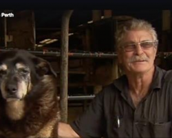 Maggie the Kelpie, Potentially The World’s Oldest Dog To Ever Live, Dies At Age 30