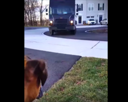 [Video] Dog eagerly awaits the UPS driver — now watch when the truck stops at his house