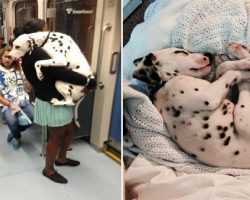 17 Reasons You Need a Dalmatian in Your Life Right Now
