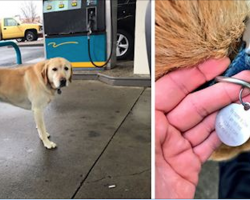 Man Finds Lost Dog At Gas Station, Then Flips Over Name Tag To See There’s No Number
