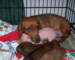 [Video] Loving Dachshund Adopts Piglet And Raises Her As One Of Her Own