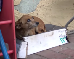 This dog waited on a shoebox for months hoping to be rescued—and then they arrived