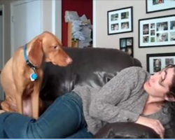 [Video] “Velcro” Vizsla stops her human from reading to get hugs