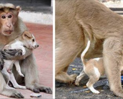 Monkey finds abandoned puppy, adopts it as her own and protects it from other stray dogs