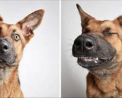 Shelter Puts Rescue Dogs In A Photo Booth To Get Them Adopted. The Results Speak For Themselves!