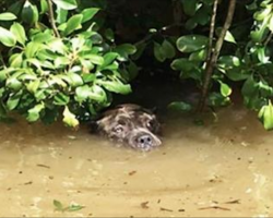 Man Goes Searching For Flood Victims. Sees THIS And Realizes He Has Another Mission