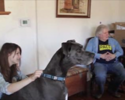 Soldier Reunited With The Great Dane His Wife Gave Away