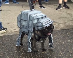 Behold: A Star Wars Pug Parade Might Be The Most Amazing Parade Ever
