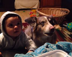Mom Bribes Baby With Food So He’ll Say ‘Mama,’ Dies Of Laughter When Dog Says ‘Mama’ First