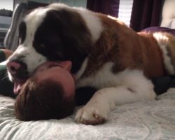20 Realities Of Living With A Velcro Dog