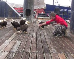 Fisherman Is Feeding A Huge Flock Of Bald Eagles, Then The Camera Pans Left…