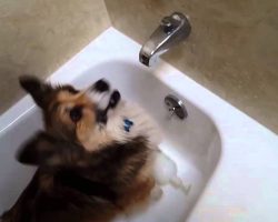 Dad Asks His Dog If She Wants A Shower, Now Watch Her Come Running