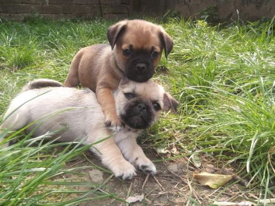 Pugshire = Yorkshire Terrier + Pug