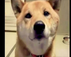 Mom asks her dog to “bark softly.” Dog’s response has her cracking up!