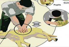 CPR for Dogs: Do You Know What To Do If Your Dog Stops Breathing?