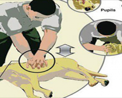 CPR For Dogs: Saving Your Dog’s Life