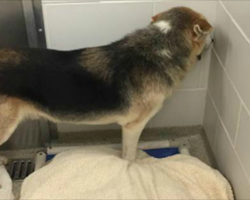 Shelter Couldn’t Figure Out Why This Dog Kept Hiding His Face – Until This Family Walked In