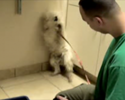 Rescue dog’s afraid of everyone, but when she realizes everything’s going to be okay… Wow.