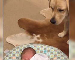 Dog spots a distressed baby crying. Now watch the dog comfort the baby and stop him from crying
