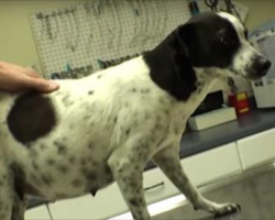 Vet Steps In When Pregnant Dog Was To Be Put Down. You Must See The Litter