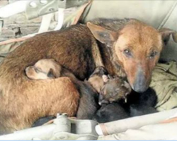 Stray Dog Finds An Abandoned Human Baby – And Her Maternal Instincts Kick In