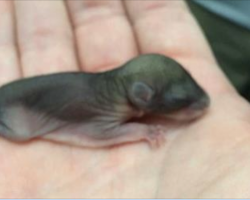Man found a tiny creature dying on the sidewalk. Months later, this is what love looks like