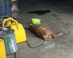 This dog’s been chained to this wall for 8 years. Now watch as rescuers approach…