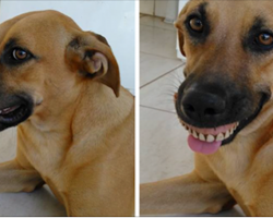 Owner Nearly Died From Laughter After Realizing How His Dog Got His New Smile