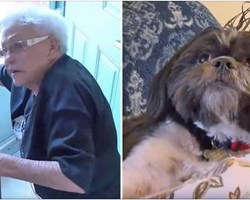 Elderly Woman Credits Shih Tzu For Saving Her Life After A Medical Emergency