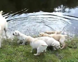 Labrador Retriever Father Teaches His Puppies To Swim
